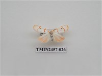 藏品(二斑叉紋苔蛾)的圖片